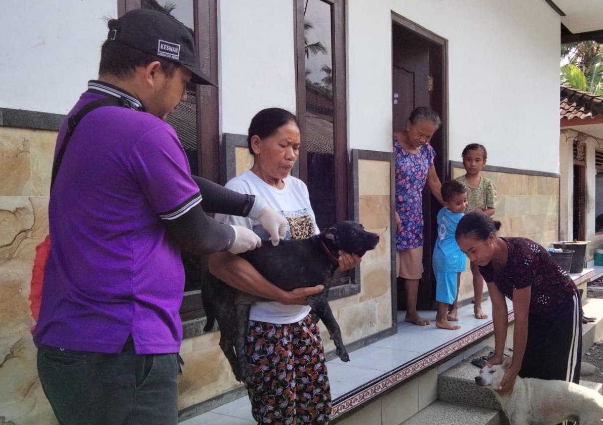 VAKSINASI: Proses vaksinasi anjing peliharaan warga di Jembrana.