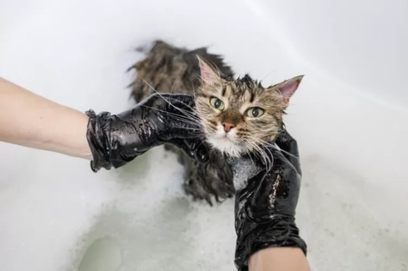 Ilustrasi memandikan kucing