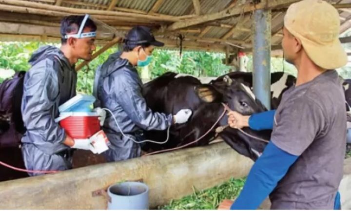 Petugas sedang memberi vaksin sapi perah di Kecamatan Krucil, Kabupaten Probolinggo.
