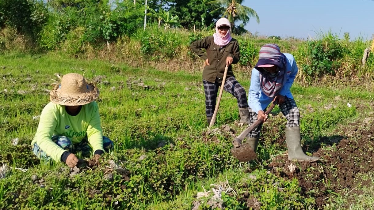 GARAP LAHAN: Petani tampak menggarap lahan pertanian di Buleleng. Jatah pupuk bersubsidi tahun ini merosot, sehingga dikhawatirkan berdampak pada harga pangan, khususnya komoditas beras.