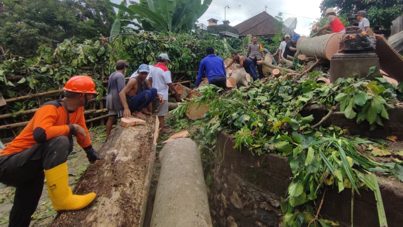 POHON TUMBANG: Proses pembersihan pohon yang tumbang di Desa Sawan, Kecamatan Sawan.