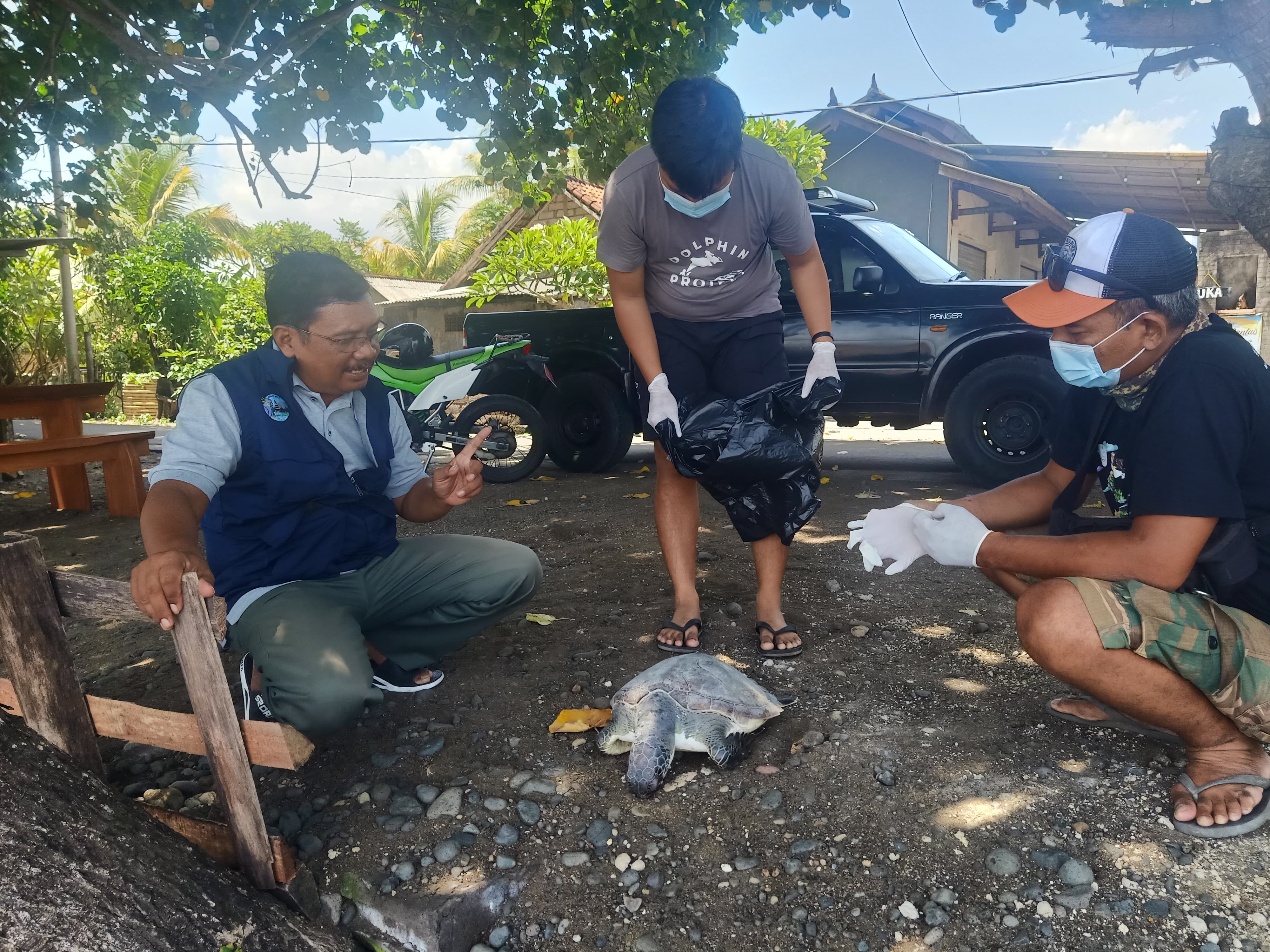 CEK LOKASI: Tim dari Satker PSDKP Jembrana, Jaringan Satwa Indonesia, dan BKSDA Bali mengecek lokasi penemuan bangkai penyu di Pantai Yehembang, Jembrana.