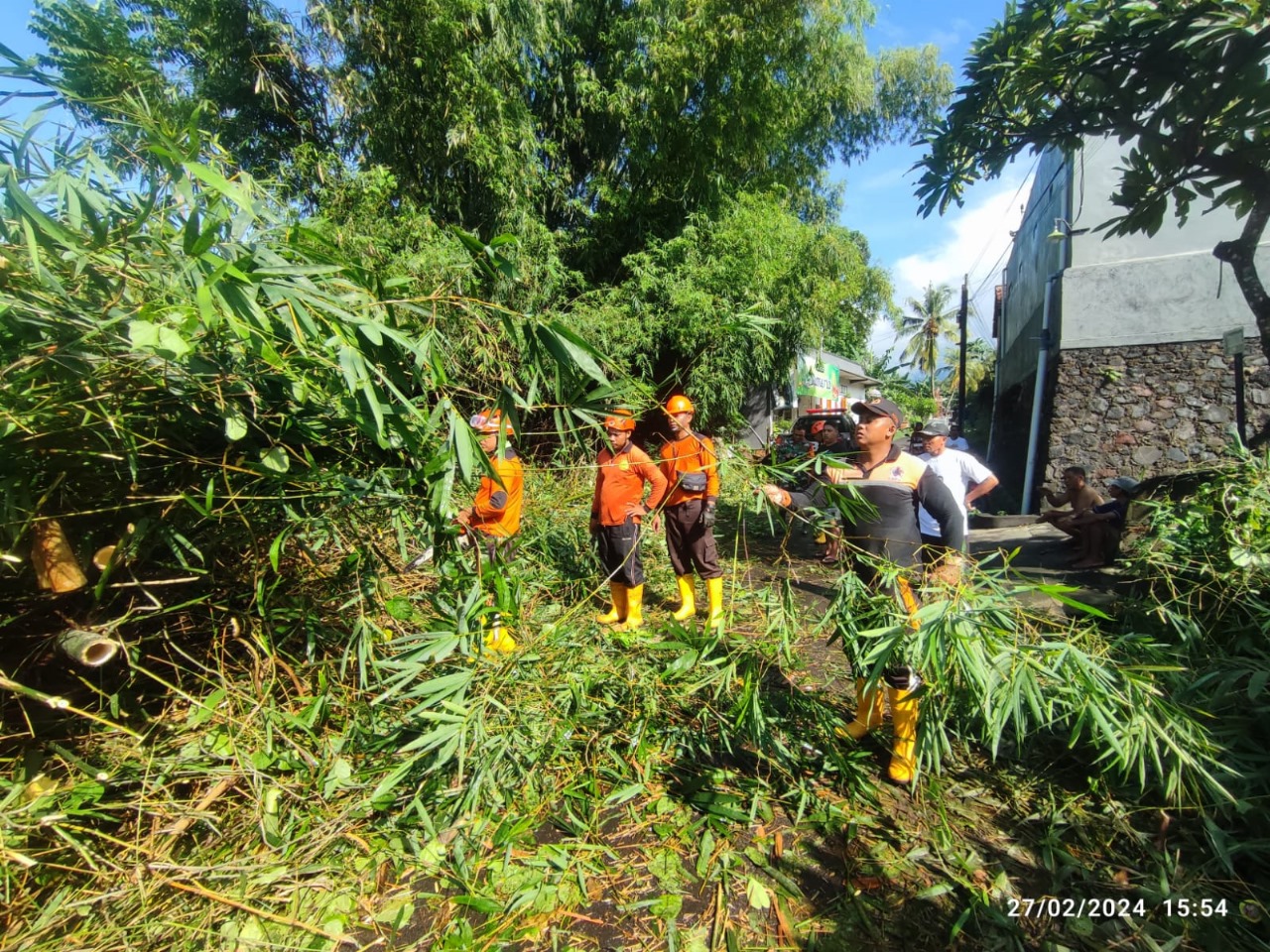 MENUTUPI JALAN: Rumpun bambu yang tumbang di Jalan Raya Desa Panji Anom pada Selasa (27/2/2024).