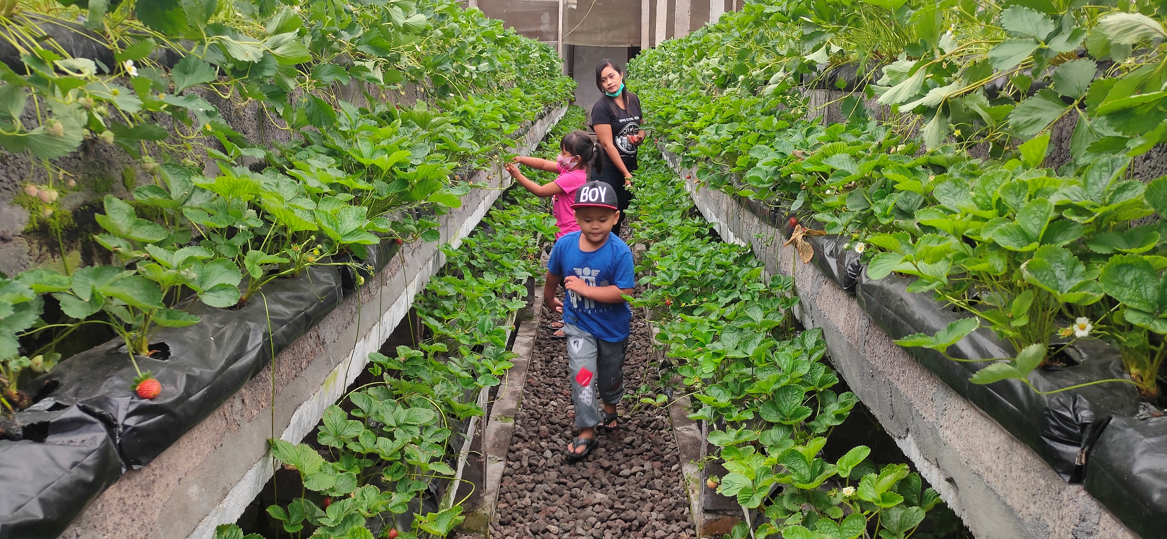 PETIK STROBERI: Wisatan domestik mengunjungi kebun petik stroberi Wiwanda Agro di Desa Pancasari, Kecamatan Sukasada.