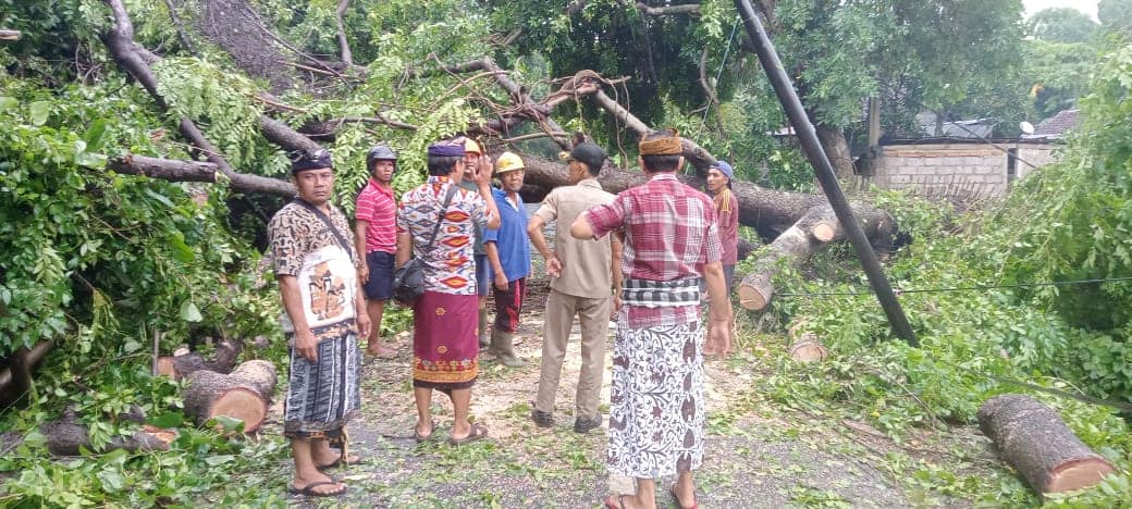 POHON TUMBANG: Pohon yang tumbang di wilayah Kubu Anyar, Desa Kubutambahan yang mengakibatkan ruas jalan antara Desa Bulian dengan desa Kubutambahan tertutup total.