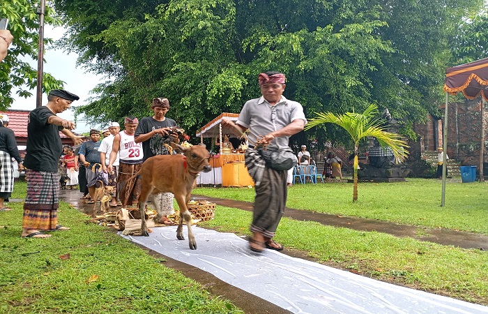 Puluhan hewan yang digunakan sebagai kurban untuk tawur kesanga, disucikan dalam upacara mapepada Desa Adat Buleleng.