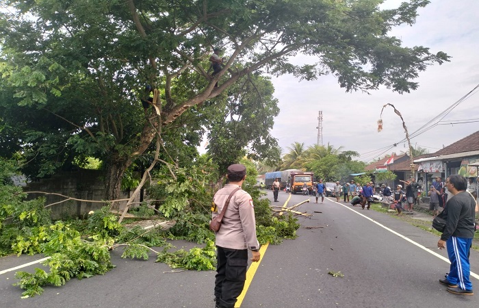 Pemangkasan pohon yang dilakukan DLH Tabanan di daerah Baturiti dan Penebel Tabanan untuk mengantisipasi pohon tumbang.
