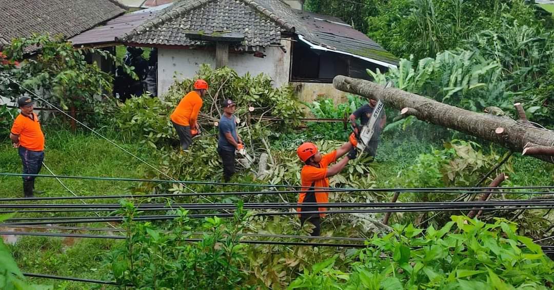 POHON TUMBANG: BPBD Buleleng memotong batang pohon yang tumbang hingga menutupi jalan raya.
