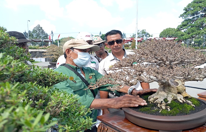 Bonsai pohon asem yang berusia 45 tahun milik kolektor Buleleng, yang ditawar seharga Rp 500 juta.