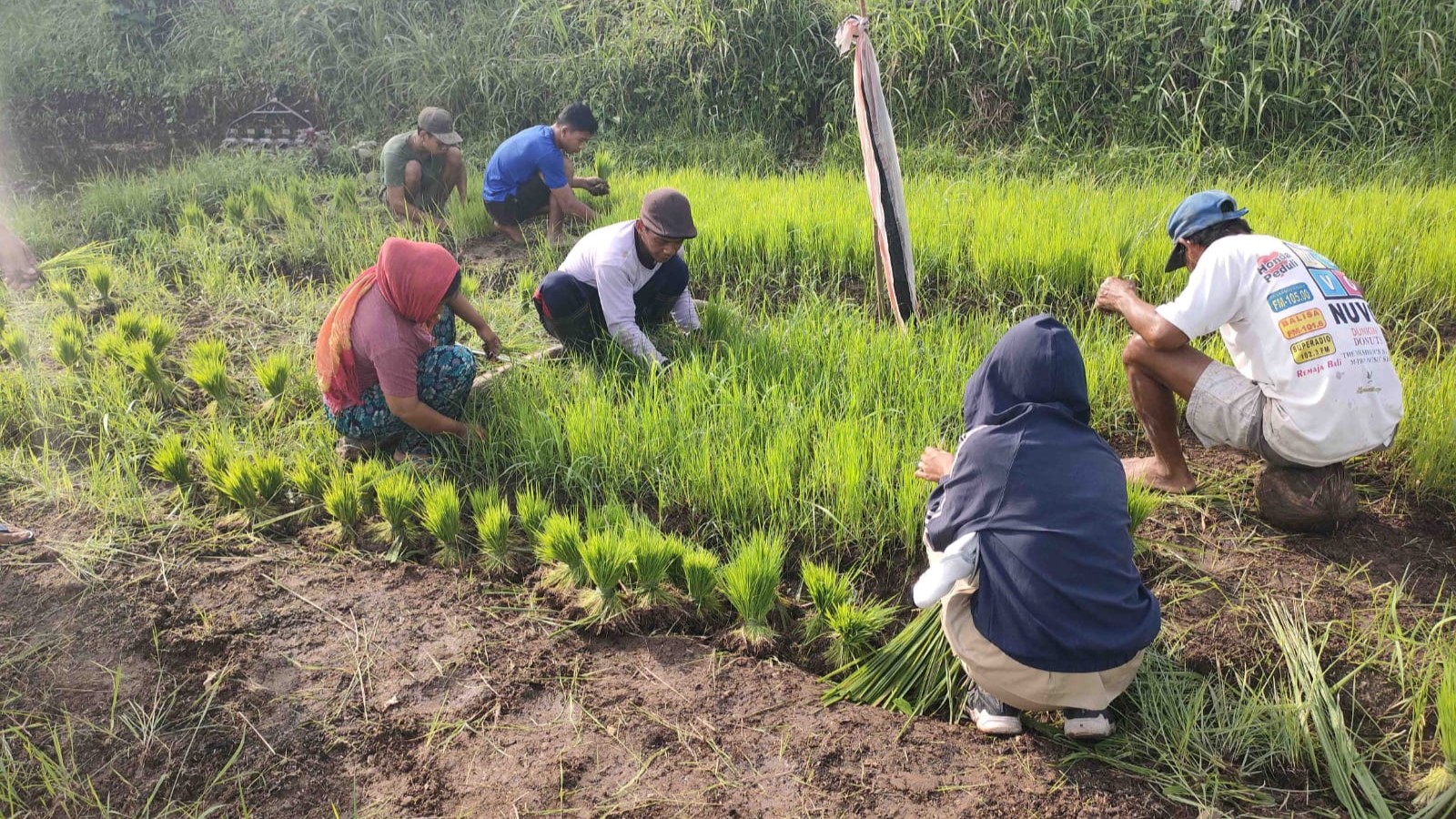 TANAM PADI: Petani di Subak Sambangan menyiapkan bibit padi yang akan digunakan untuk penerapan metode tanam baru yang diberi nama pola tanam hazton.