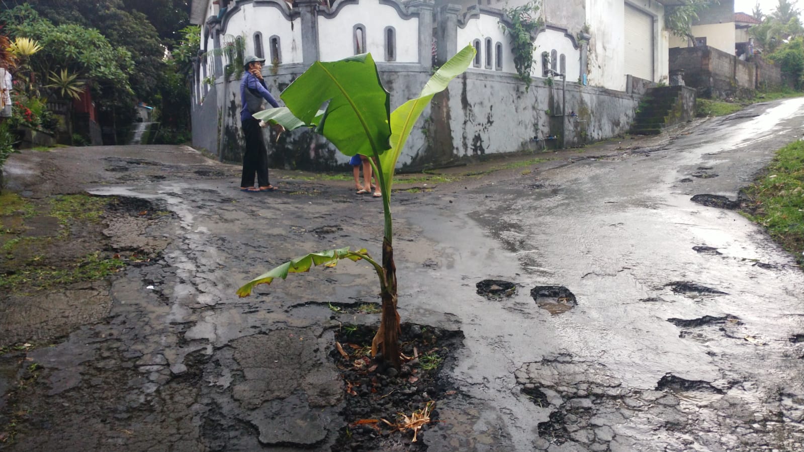 JALAN RUSAK: Warga di Lingkungan Sangket, Kelurahan Sukasada, melakukan penanaman pohon pisang di Jalan Pratu Subrata, Lingkungan Sangket, Kelurahan Sukasada.