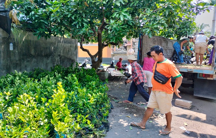 Ribuan bibit jeruk keprok Tejakula saat tiba di Desa Tembok, Kecamatan Tejakula. Tanaman buah endemik Tejakula ini mulai dikembangkan bertahap.