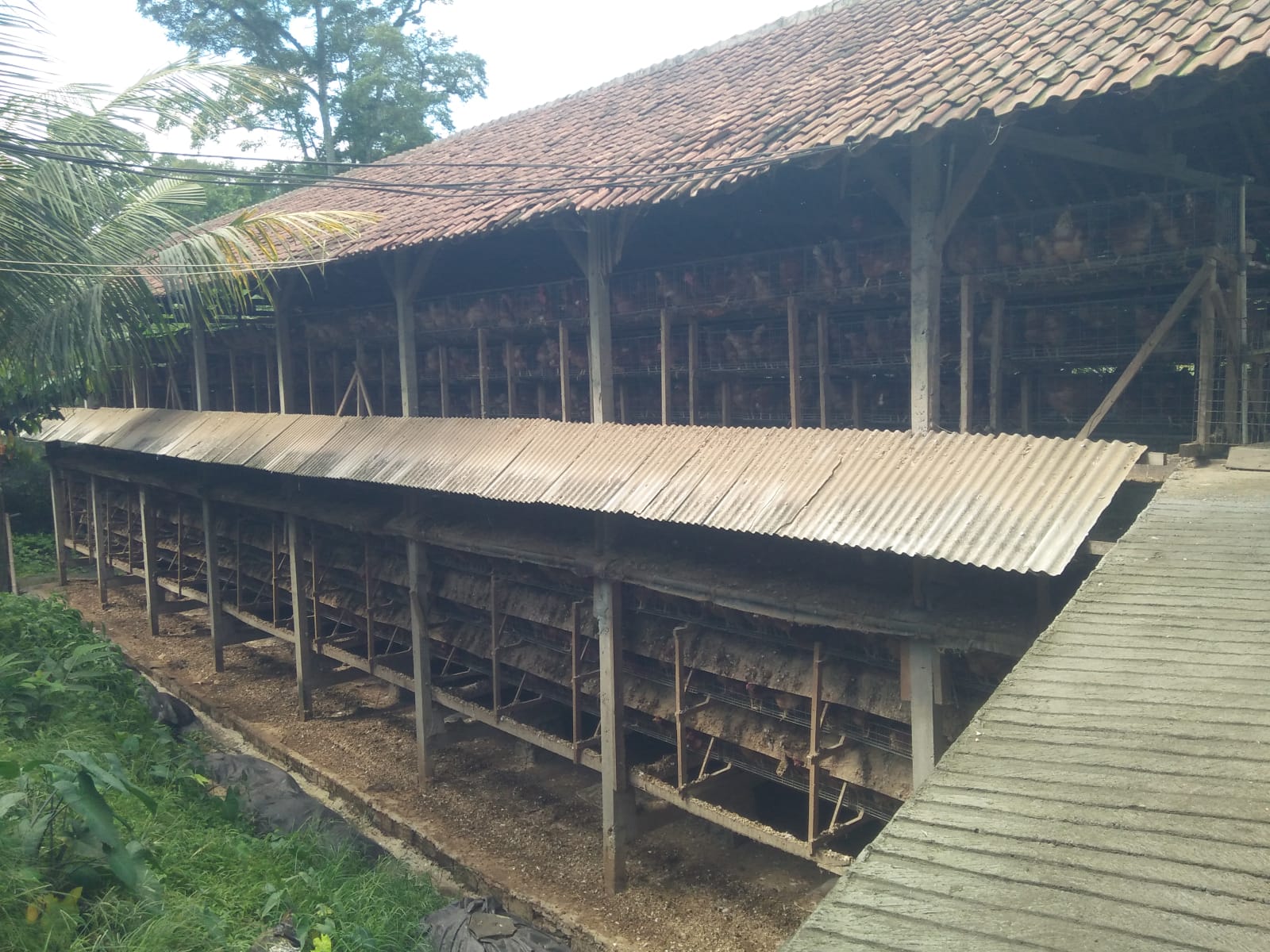 MENUAI PROTES: Kandang ayam di Desa Busungbiu yang menuai protes masyarakat.