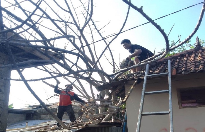 Proses evakuasi pohon tumbang yang menimpa dua rumah dan satu dapur milik warga di Desa Pengastulan.