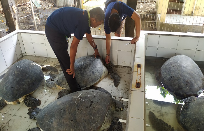 Penyu selundupan yang diamankan polisi diperiksa dokter hewan di Kelompok Pelestari Penyu Kurma Asih Desa Perancak, Jembrana, Bali, Senin (27/5) lalu.