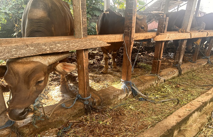 Penjualan hewan kurban sapi mengalami peningkatan menjelang Idul Adha di Karangasem, Bali.