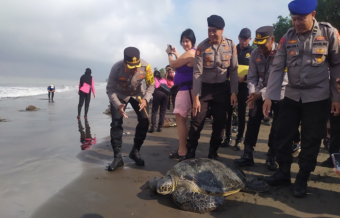 Penyu yang diamankan dari para pelaku penyelundupan dilepasliarkan di pesisir pantai Desa Perancak, Kecamatan Jembrana, Jumat (31/5) lalu.