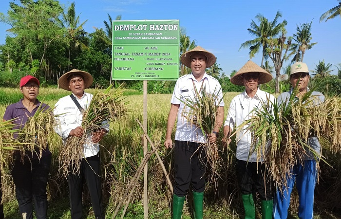 Panen padi yang ditanam dengan metode hazton. Dari sana, petani berhasil mendapatkan 10 ton gabah. Meningkat 50 persen dari penanaman menggunakan metode konvensional.
