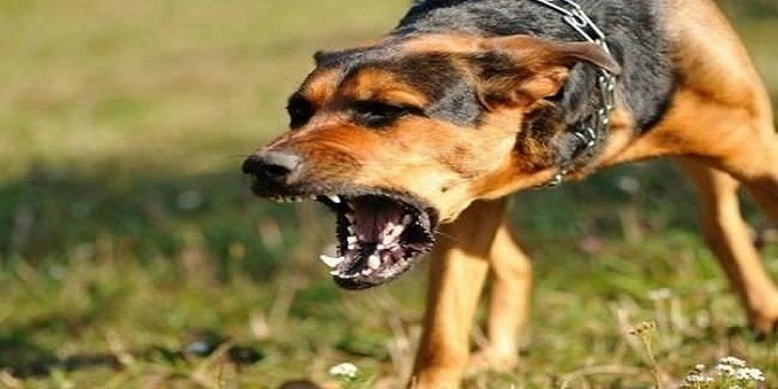 Ilustrasi anjing rabies di kabupaten Buleleng Bali.