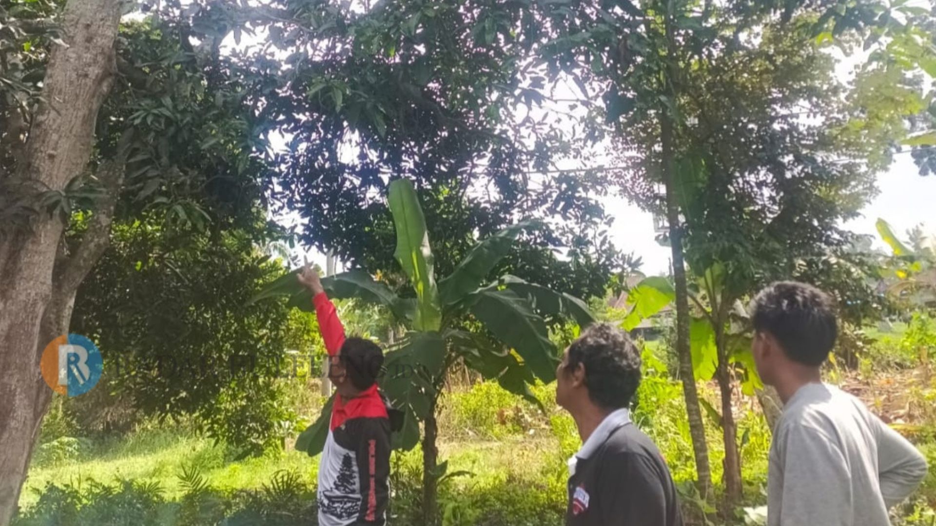 TERPELESET: Warga menunjukkan pohon mangga tempat korban terpeleset.