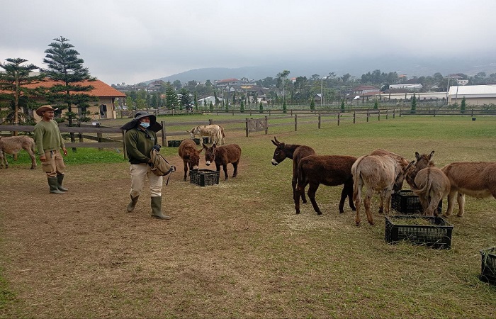 Menikmati suasana liburan berbeda di Bali utara. Tempat ini memberikan sensasi seperti berada di Swiss.