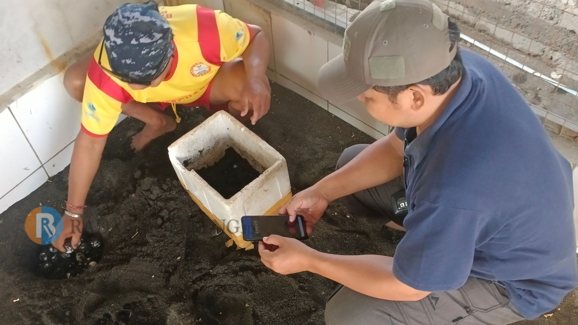 TELUR PENYU: Proses pemindahan telur penyu ke bak penangkaran milik Pokmaswas Penimbangan Lestari di Pantai Penimbangan.