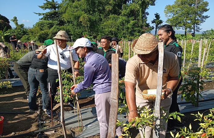 Pj Gubernur Bali, Sang Made Mahendra Jaya dan Pj Bupati Buleleng, Ketut Lihadnyana saat melakukan panen perdana cabai di Hutan Kota Buleleng.