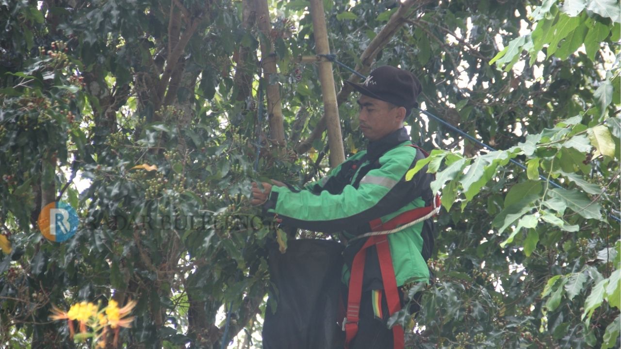 PETIK CENGKEH: Seorang buruh petik cengkeh tampak memanjat pohon dan memanen bunga cengkeh di wilayah Desa Selat, Kecamatan Sukasada, belum lama ini.