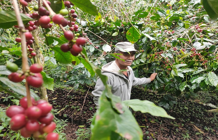 Wayan Inwan, Ketua Kelompok Tani Sari Mekar di antara pohon kopi yang dibudidayakan di Dusun Amerta Sari, Desa Pegayaman, Kecamatan Sukasada, Kabupaten Buleleng. Kopi organik yang dihasilkan pihaknya.