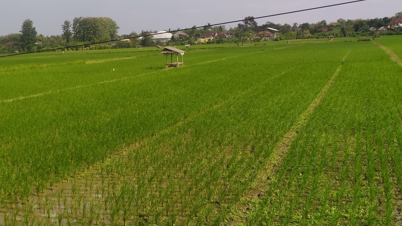 WASPADA GAGAL PANEN: Areal persawahan di Jembrana yang baru ditanami padi.