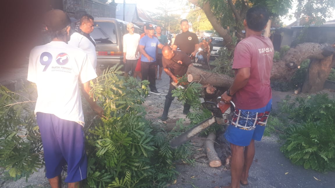 POHON TUMBANG: Personil BPBD Buleleng bersama warga membersihkan pohon yang tumbang di Jalan Laksamana, Desa Baktiseraga.