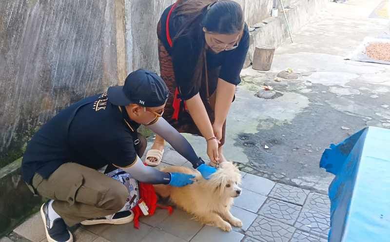 VAKSINASI: Petugas kesehatan hewan menyuntikkan vaksin rabies kepada anjing peliharaan warga