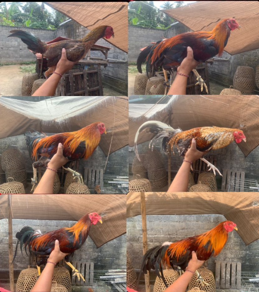 Polisi amankan sejumlah ayam aduan yang sempat dicuri tiga pelaku di Mengwi, Bali.