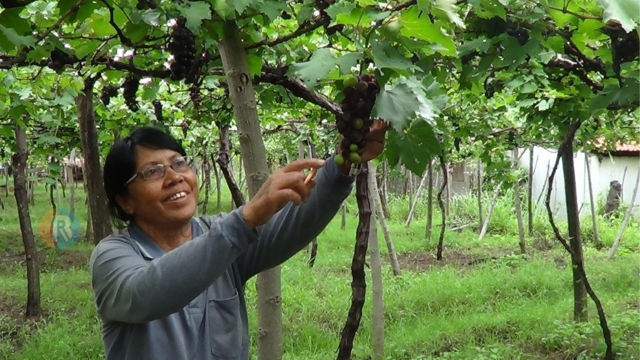 KOMODITAS UNGGULAN: Salah seorang petani di Desa Dencarik, Kecamatan Banjar menunjukkan buah anggur yang mereka tanam. Anggur menjadi komoditas unggulan di Buleleng.