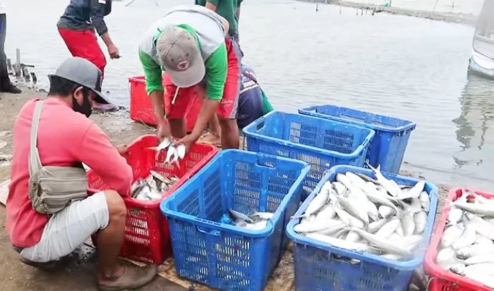 Budidaya ikan bandengan memberikan keuntungan yang lumayan tinggi bagi para petambak. Para pembudidaya bisa meraih keuntungan dapat 50-70 % dari modal yang dikeluarkan.