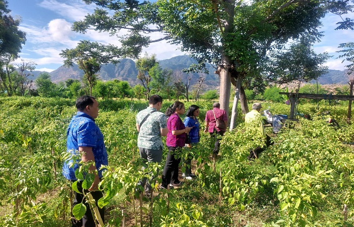 Satgas Pangan Kabupaten Buleleng melakukan pengecekan cabai rawit di sentra yang ada di Kecamatan Gerokgak. Mengingat hargai cabai rawit sempat mengalami kenaikan.