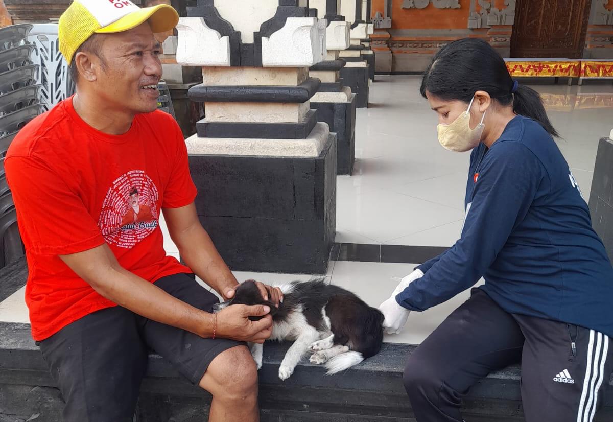 SUNTIK DULU: Petugas dari Dinas Pertanian Denpasar melakukan vaksinasi terhadap seekor anjing di Kota Denpasar.