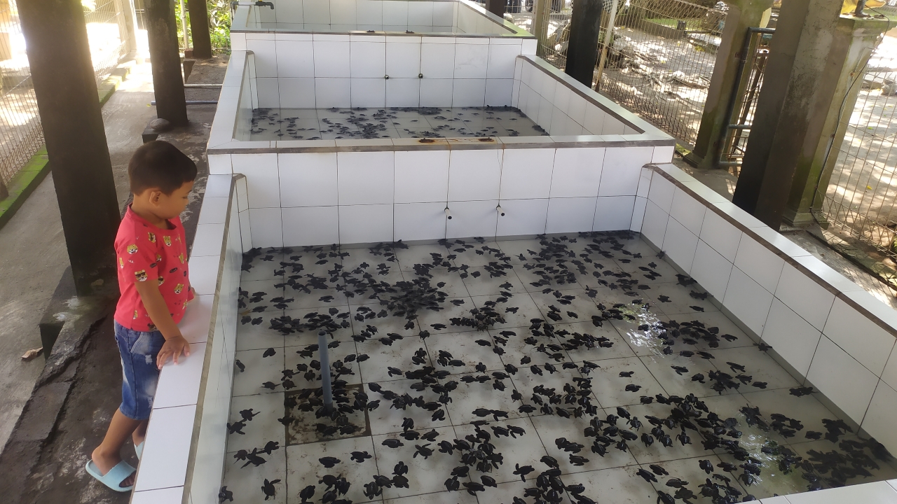 PENANGKARAN: Aktivitas penangkaran penyu di Kelompok Pelestari Penyu Kurma Asih, Jembrana, Bali.