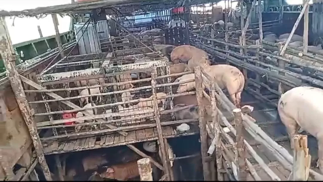 BABI BALI: Ratusan ekor babi dari Bali yang dikirim ke Sulawesi Utara untuk mengendalikan harga babi yang mahal.