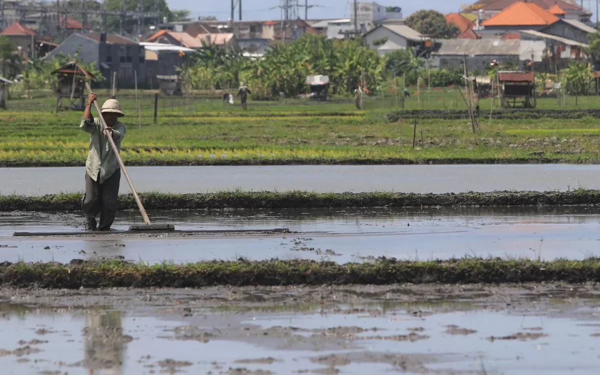 ALAT TRADISIONAL: Petani menyelesaikan pekerjaaan meratakan tanah, saat akan menanam padi di wilayah Padangsambian Kelod, Denpasar.