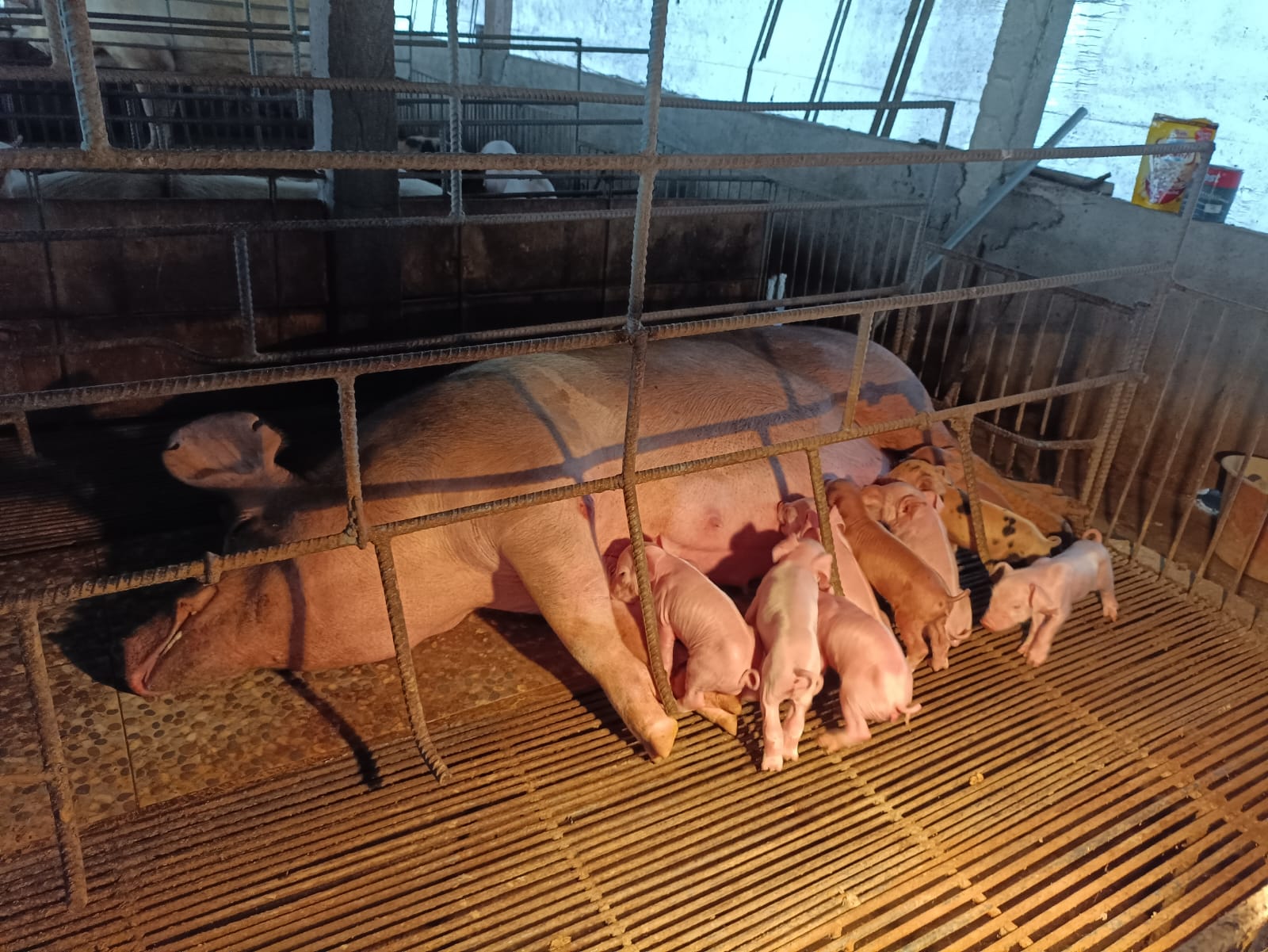 PETERNAK BABI: Suasana di salah satu peternakan yang ada di Tabanan.