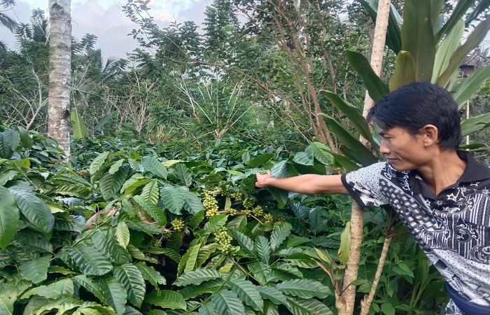 Petani kopi robusta di Kecamatan Pupuan yang sedang panen kopi.