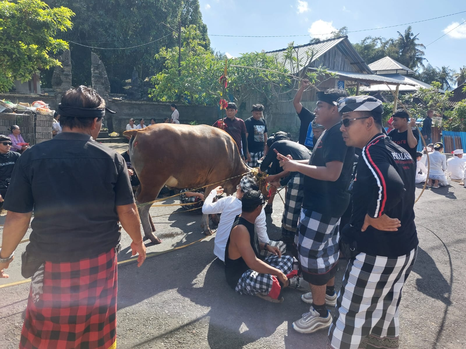 UPACARA SAKRAL: Warga adat mengarak sapi yang hendak dijadikan sarana caru dalam upacara pecaruan mejaga-jaga di Desa Pakraman Besang Kawan Tohjiwa, Klungkung, Bali.