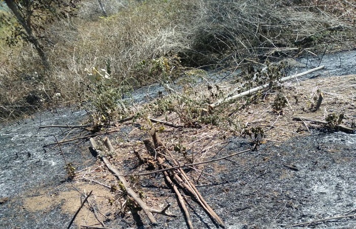 Salah satu warga Desa Sumberklampok, Komang Rentiasa berharap agar peristiwa kebakaran hutan di wilayahnya, dapat segera diproses hukum.