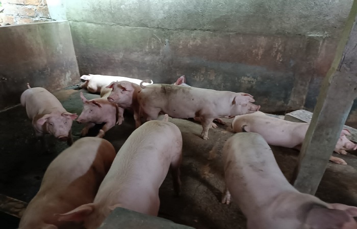 Babi siap potong milik peternak babi asal Desa Baru, Kecamatan Marga, Tabanan.