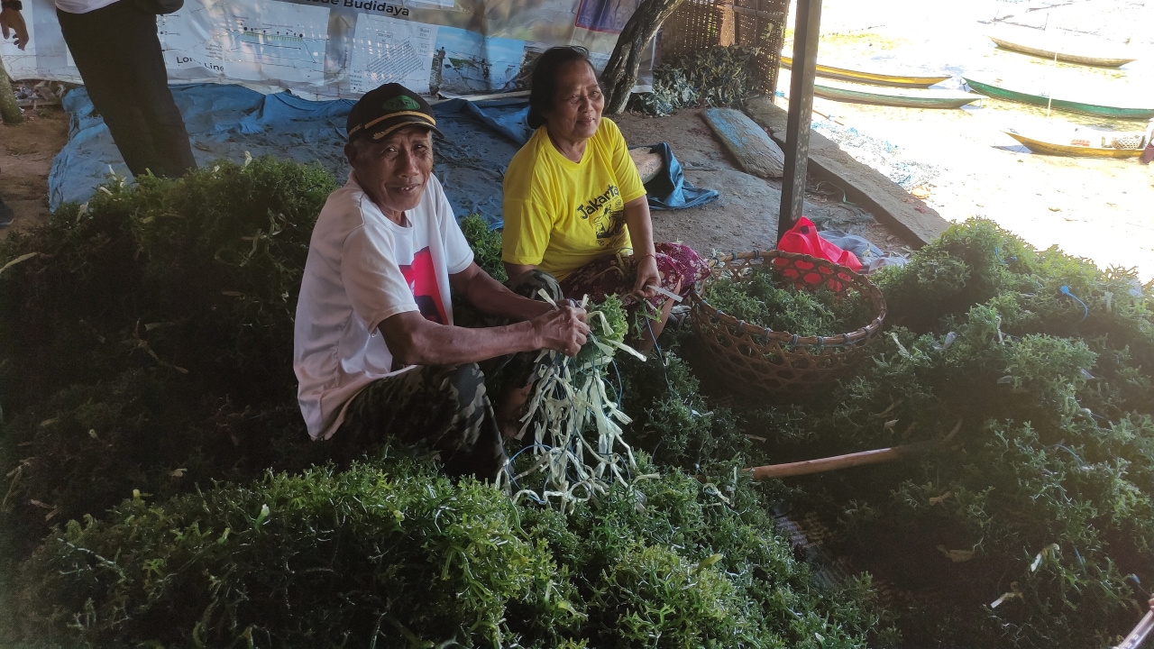 BERTAHAN: Petani rumput laut di Desa Lembongan bertahan melakukan budidaya meski harganya murah.