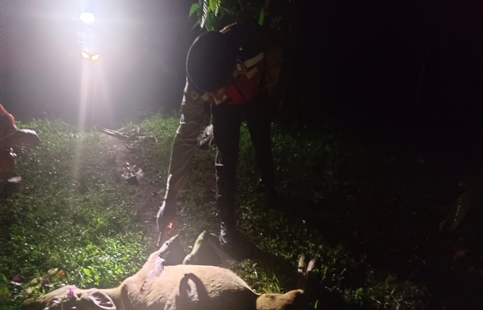 Sapi milik warga Jembrana, Bali, yang mati dengan luka tusuk.