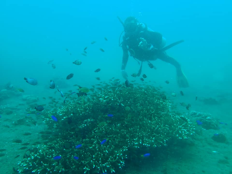 MENYELAM: Salah seorang penyelam melakukan aktivitas diving di perairan Buleleng.