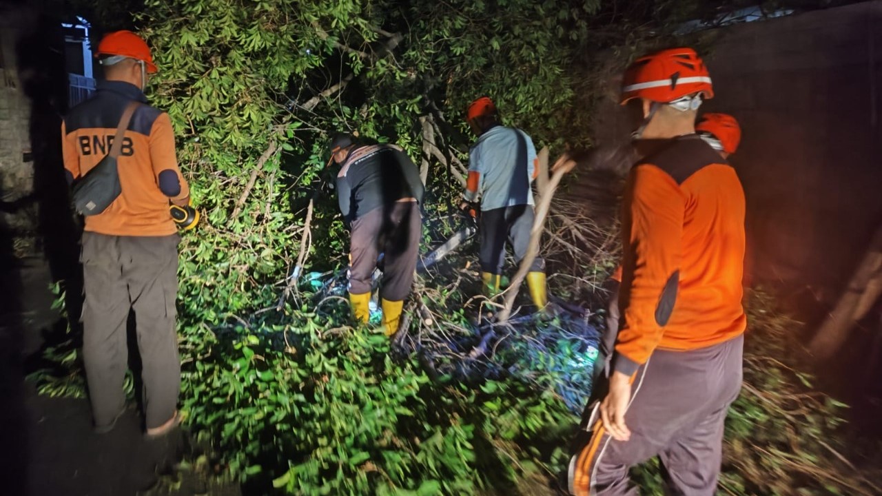 POHON TUMBANG: Petugas BPBD Buleleng memangkas dahan pohon yang patah hingga menutupi jalan raya.