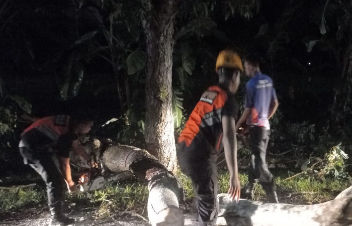 Petugas tim reaksi cepat dari BPBD Jembrana melakukan evakuasi pohon tumbang di Jalan Raya Denpasar-Gilimanuk.